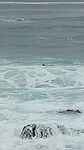 Otter in de zee