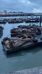Zeeleeuwen op pier 39