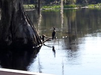Aalscholver