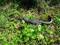 Aligator