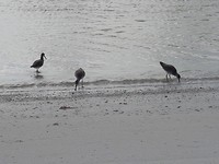 Vogels in zee