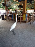 Grote Amerikaanse Zilverreiger