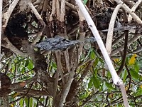 Alligator in Everglades