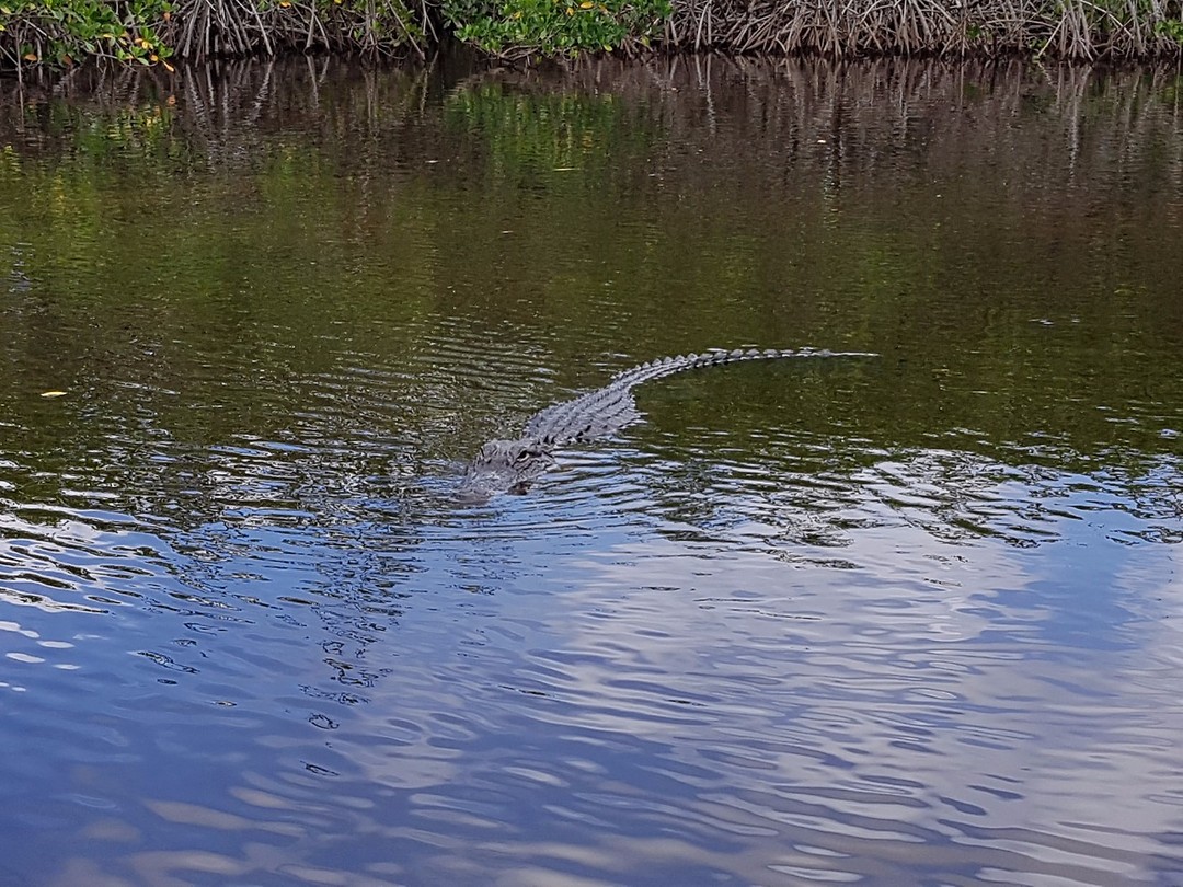 Alligator in Everglades