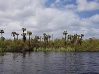 Everglades