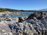 Seal Colony @ Kaikoura Peninsula
