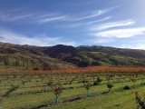 Cruising Central Otago, Fruit gaarden in de herfst