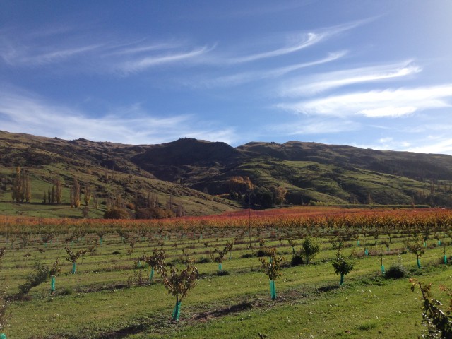 Cruising Central Otago, Fruit gaarden in de herfst