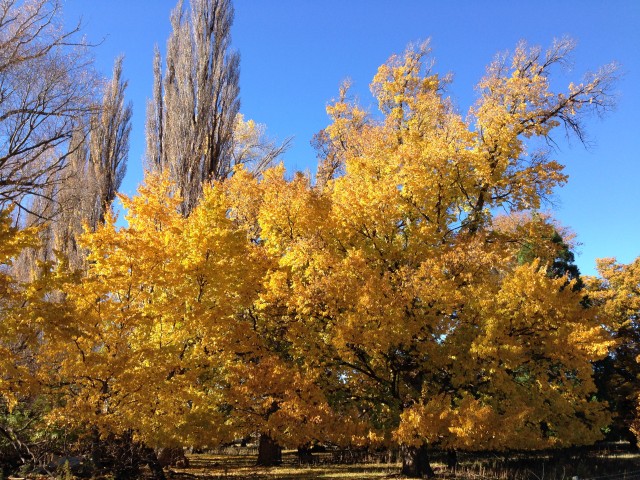 Herfst in Central Otago! Ophir, Rail Trail