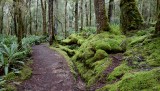 Kepler Track, eindeloos sprookjes mos-bos