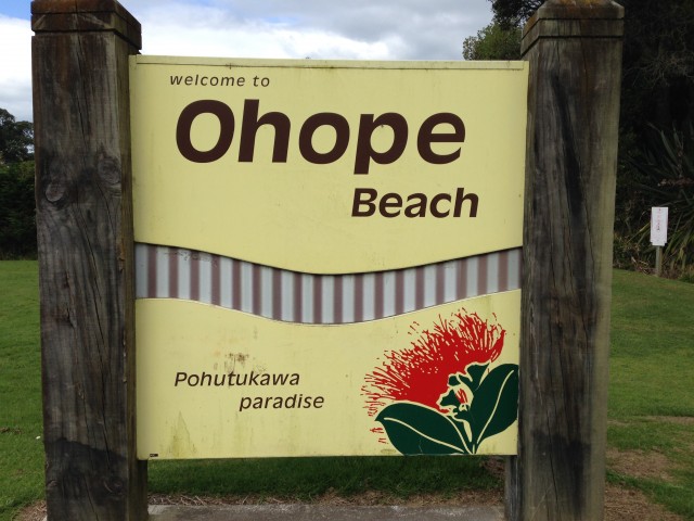 Pohutukawa Paradise! Alle kliffen zijn bedekt met een Pohutukawa bos, de native NZ Christmas tree!
