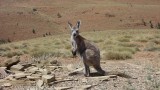 On the road @ Flinders Ranges NP