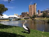 Cross fietsjes in Adelaide, kijk nou een pelikaan!