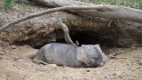 De Wombat @ Cleland Wildlife park