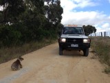 Flats, wilde koala onder de truck. Dat moest maar niet.