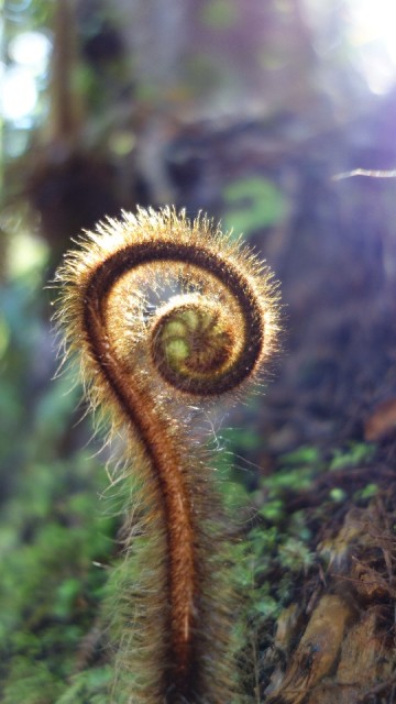De Koru