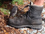 Een Robin met een veter fetisj! Wat een liefje!