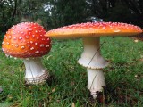 Okee, het is herfst!