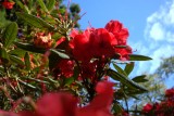 New Plymouth, Rhododendrons in bloei