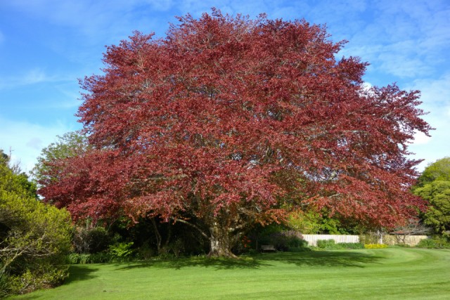 New Plymouth Pukekura park. Herfst.. oo nee, bijna zomerrrr!