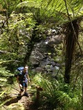 Jungle Book, ook dat is Taranaki!