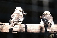 DSCF9007