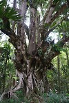 DSCF9922