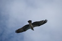 DSCF9932