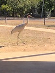 IMG_9594
