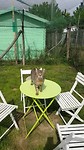 Rondleiding 2 kattenasiel Viareggio