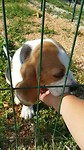Puppy in asiel Novigrad