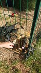 Puppy Frenzy