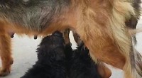 Net geredde moeder met 3 pups