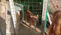 Bevrijding van hond Kafka