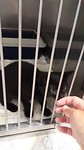 Filmpje jonge katjes Slovenië gemeente asiel