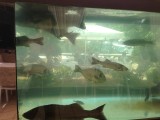 Bij het restaurant een aquarium met vissen