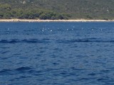 Vogels op het water, en dolfijnen gezien maar geen foto