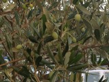 Vijgenboom