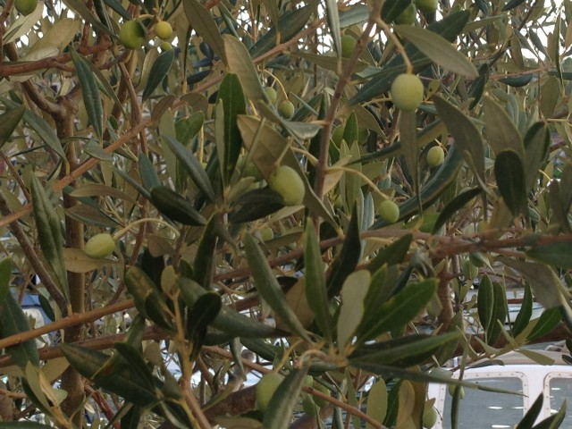 Vijgenboom