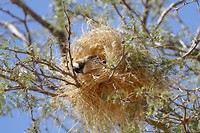 vogelnest