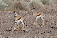 springbok