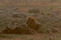 P102E0415