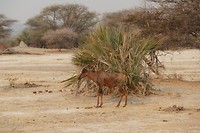 rode lechwe