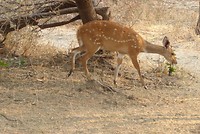tsessebe