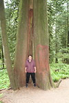 Enorme bomen