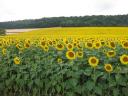 Zonnebloemen, zover het oog reikt