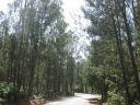 Eucalyptusbossen in de buurt van Touro