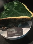 Canterbury Museum, zeker een bezoek waard!