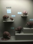 Canterbury Museum, zeker een bezoek waard!