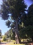 Botanic Gardens/Hagley Park